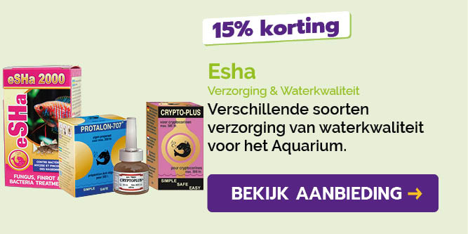 Dagaanbieding