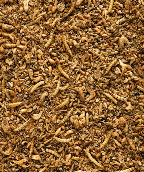 Kgofa Insect insect patee premium 2 kg | AniDis