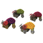 Decor koraal s 9,5x8,5x7 cm