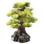 Bonsai Boom M 15x15 cm