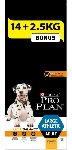 Dog Adult Athletic Large Breed Kip