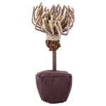 Catnip chrysant 18,3x12,1x3,5 cm