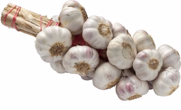 Knoflook per streng