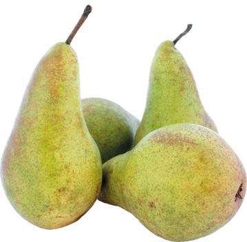 Concorde peren