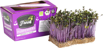 Purple kers