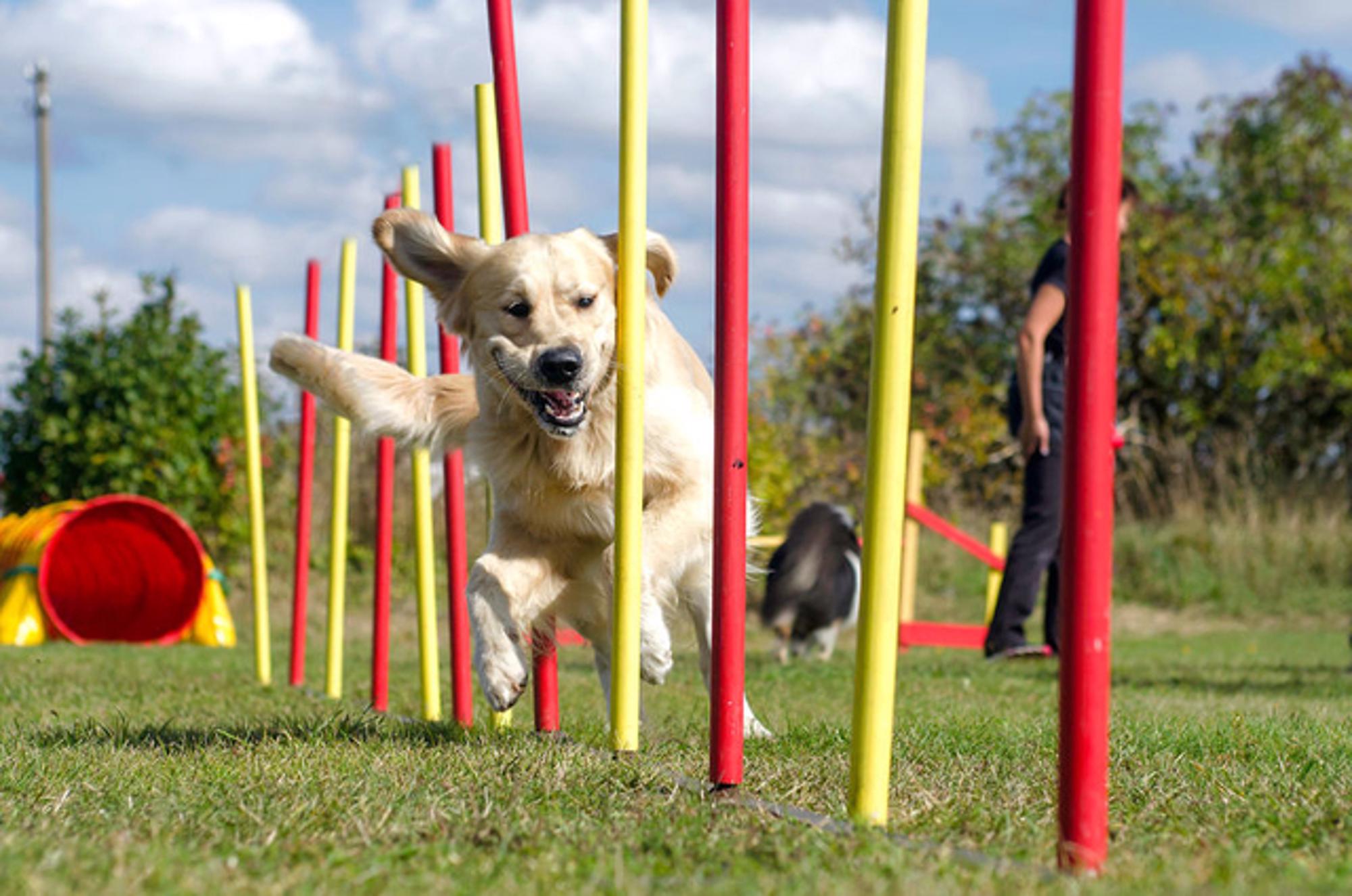 Agility set met kegels